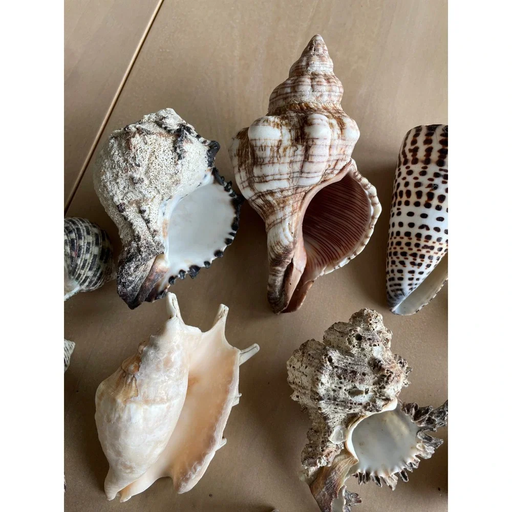 Large Mixed Seashell Collection 16 Natural Beach Shells Craft Decor Display Lot